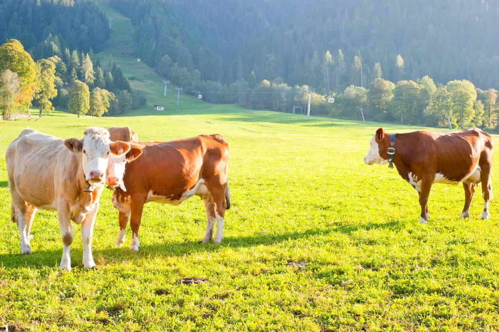 Hartlhof Urlaub Am Baby- Und Kinderbauernhof Niederau Extérieur photo